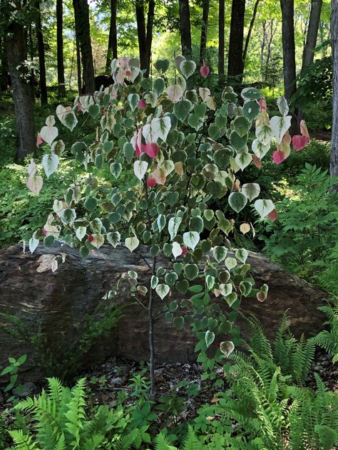 Cercis Canadensis Carolina Sweetheart, Cercis Canadensis, Front Garden Landscape, Landscape Plants, Garden Inspo, Red Bud, House Gardens, Garden Landscape, Landscaping Plants