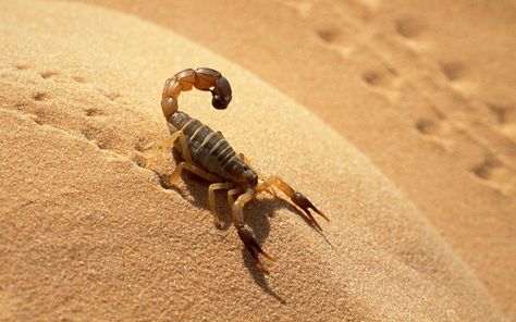 Desert, not dessert scorpion! Although in some places this is a delicacy! Desert Scorpion, Rabastan Lestrange, Scorpion Tattoo, Fallout New Vegas, Arachnids, Nature Tattoos, Animal Wallpaper, Animal Tattoos, Animal Planet