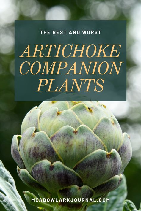 artichoke companion plants Artichoke Companion Plants, Artichoke Companion Planting, Planting Artichokes, Growing Artichokes, Artichoke Plants, Companion Gardening, Improve Soil Quality, Attracting Beneficial Insects, Natural Pest Control