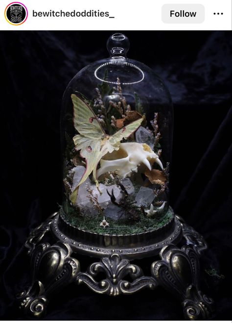 Bewitchedoddities_ Tasteful Taxidermy Interior Design, Insect Terrarium Diy, Butterfly Dome Display, Taxidermy Terrarium, Fantasy Taxidermy, Taxidermy Bugs, Gothic Taxidermy, Pretty Taxidermy, Taxidermy Aesthetic