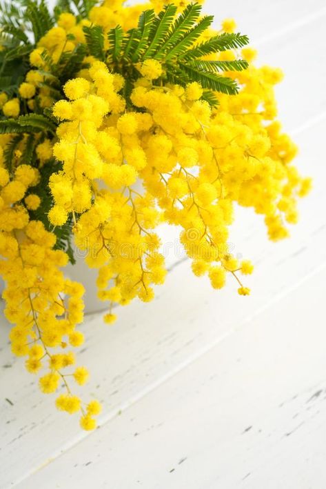 Mimosa Flowers, Bright Bouquet, Mimosa Flower, Wooden Background, Good Morning Flowers, Exotic Flowers, Design Floral, Mimosa, Love Flowers