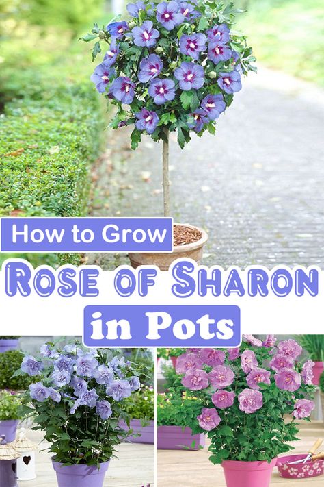 Rose Of Sharon In Pots, Rose Of Sharon Landscape Ideas, Hibiscus In Pots, Rose Of Sharon Tree, Rose Of Sharon Bush, Hibiscus Shrub, Hibiscus Tree, Peaceful Garden, Container Gardening Flowers