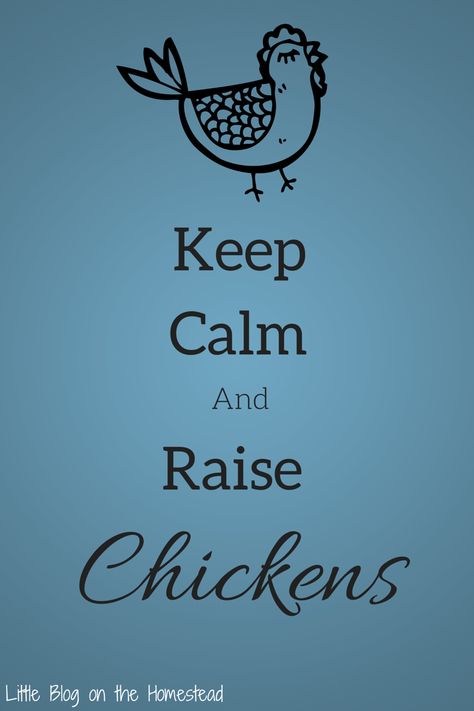 Keep calm and raise chickens Chicken Quotes Cute, Chicken Phrases, Chicken Backyard, Chicken Quotes, Build A Chicken Coop, Baby Chicks Raising, Backyard Signs, Chicken Care, Raising Chicks