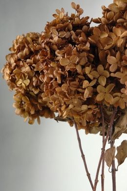 3 Stems of Natural Preserved Brown Hydrangeas Flowers Brown Hydrangea Flowers, Autumn Hydrangea, Dead Flowers, Preserved Hydrangea, Growth And Decay, Dried Hydrangeas, French Beaded Flowers, Brown Flowers, Rosé Brown