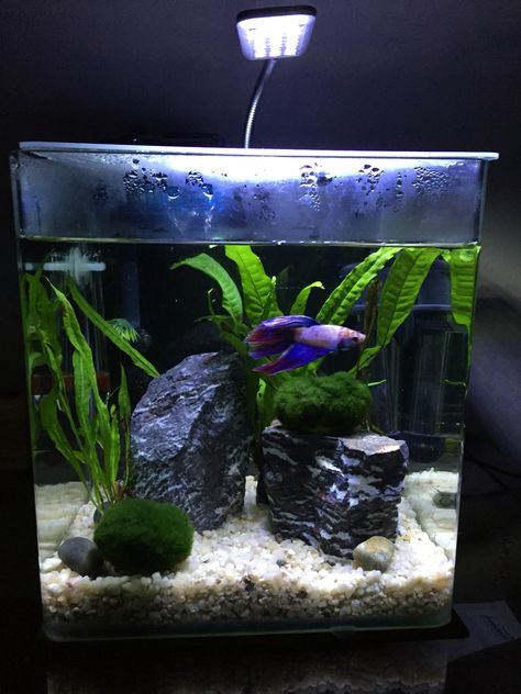 My veil tail betta fish, Rockwell Lincoln enjoying his tank with marimos, zebra rock and Java fern. Betta Fish Tank Fake Plants, Java Fern Aquarium, 5 Gallon Planted Tank, 2.5 Gallon Tank Ideas, 5 Gallon Betta Tank Ideas, Planted Betta Tank, Java Fern, Fish Aquarium Decorations, Fish Tank Themes