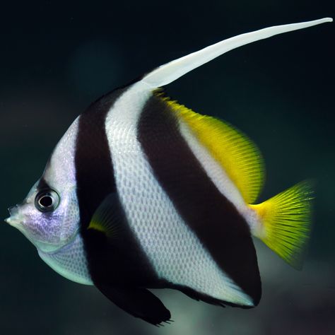 Moorish Idol Fish, Black And White Fish, Moorish Idol, Fish Photography, Colourful Fish, Saltwater Aquarium Fish, Butterfly Fish, Salt Water Fish, Tropical Animals