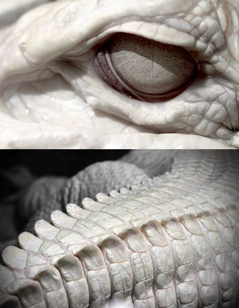 3d Karakter, Albino Animals, Animal Anatomy, Cool Animals, Animal Reference, Animal References, Crocodiles, Reptiles And Amphibians, Arte Animal