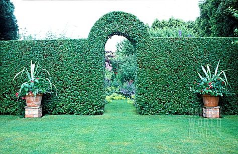 CLIPPED PRIVET HEDGE, WITH ARCHWAY Entry Garden Ideas, Privet Hedge, Entry Garden, Boxwood Landscaping, Garden Hedges, Veg Patch, Urban Gardens, Topiary Garden, Driveway Landscaping