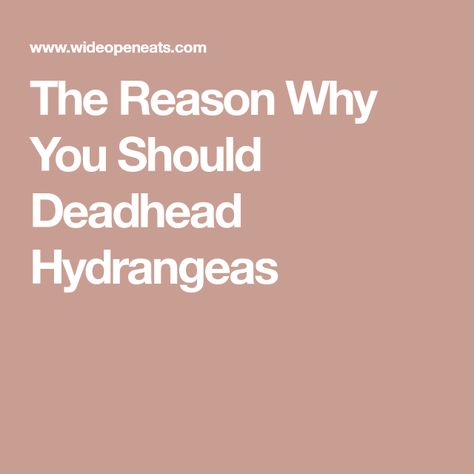 The Reason Why You Should Deadhead Hydrangeas Mophead Hydrangea, Pruning Hydrangeas, Pruning Roses, Types Of Hydrangeas, Bigleaf Hydrangea, Hydrangea Varieties, Smooth Hydrangea, Deadheading, Hydrangea Arborescens