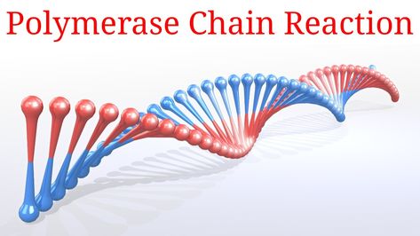 ❶ Polymerase chain reaction ❷ Principle of pcr ❸ Steps involved in pcr process ❹ Applications of pcr. #NithyWorld #nithyworld #pinterest #pinterestphoto #pinterestfind #pinteresting #like #photooftheday #youtube #pcr #polymerasechainreaction #pcrprinciple #pcrprocess #pcrapplications Pcr Technique, Polymerase Chain Reaction, Jennifer Brown, Estrogen Dominance, Genetic Testing, Breast Health, Chain Reaction, Improve Memory, Brain Development