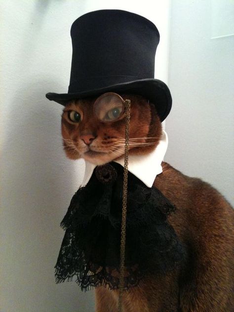 Coquette Cat, Cosplay Cat, Hat Cosplay, Cat Costume, Photographie Portrait Inspiration, Abyssinian Cats, Cat Fashion, Abyssinian, Cats Funny