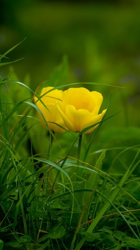 Download 720x1280 wallpaper Grass, yellow tulips, bloom, Samsung Galaxy mini S3, S5, Neo, Alpha, Sony Xperia Compact Z1, Z2, Z3, ASUS Zenfone, 720x1280 hd image, background, 7469 Nature Background Images, Flowers Photography Wallpaper, Image Nature, Wallpaper Nature Flowers, Yellow Tulips, Beautiful Flowers Wallpapers, Flower Phone Wallpaper, Beautiful Flowers Pictures, Beautiful Nature Wallpaper