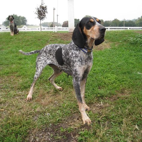 National Bluetick Coonhound Association - Home Hunting Dog Names, Coonhound Puppy, Hunting Dogs Breeds, Yellow Lab Puppies, Every Dog Breed, Bluetick Coonhound, Hunting Dog, Purebred Dogs, Different Dogs