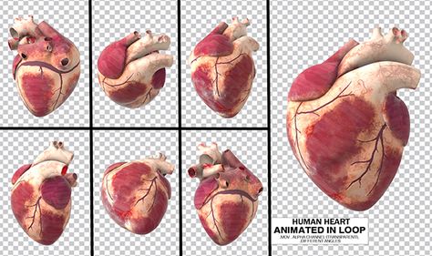 Blood Heart, Heart Photography, Human Heart, Alpha Channel, Art Poses, Video Clips, Animal Illustration, Pose Reference, Artist Inspiration