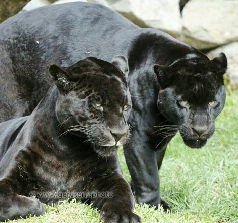 Panthers.... Black Panthers Animal, Baby Panther, Black Panther Cat, Panther Cat, Doberman Pinscher Dog, Tiger Pictures, Black Jaguar, Black Panthers, Doberman Pinscher