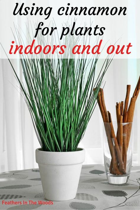 plant growing in pot with cinnamon sticks beside it, article on using cinnamon on plants Cinnamon In The Garden, Indoor Cactus Plants, Home With Plants, Fungus Gnats, Black Thumb, Garden Remedies, Vegetable Plants, Rooting Hormone, Plants Diy