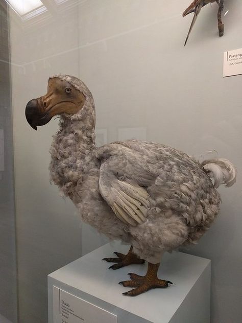 Dodo Bird at the Natural History Museum in London | Kevin Shaw | Flickr Weird Birds, Natural History Museum London, Flightless Bird, Extinct Animals, Natural History Museum, Bird Sculpture, Prehistoric Animals, History Museum, Bird Feathers