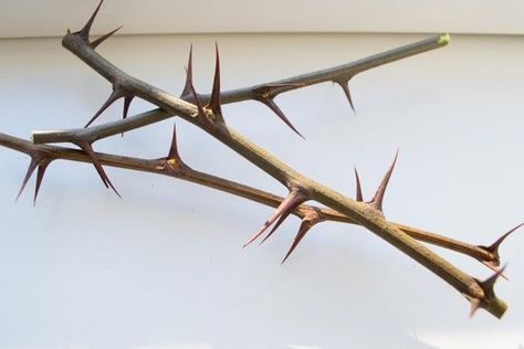 Branches of Acacia With Spines a Symbol of Immortality Dried - Etsy Pagan Tree, Pattern Challenge, Dry Branch, Acacia Tree, Wood Branch, Vernal Equinox, The Resurrection, Vase Fillers, Cover Up Tattoos