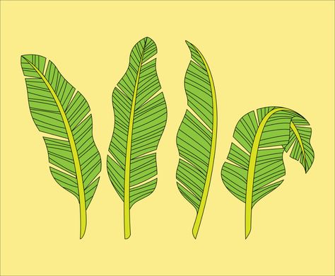 Banana Leaves Drawing, Leaves Drawing, Leaf Skeleton, Leaves Illustration, Leaf Drawing, Banana Leaves, Leaves Vector, Hand Art Drawing, Banana Leaf