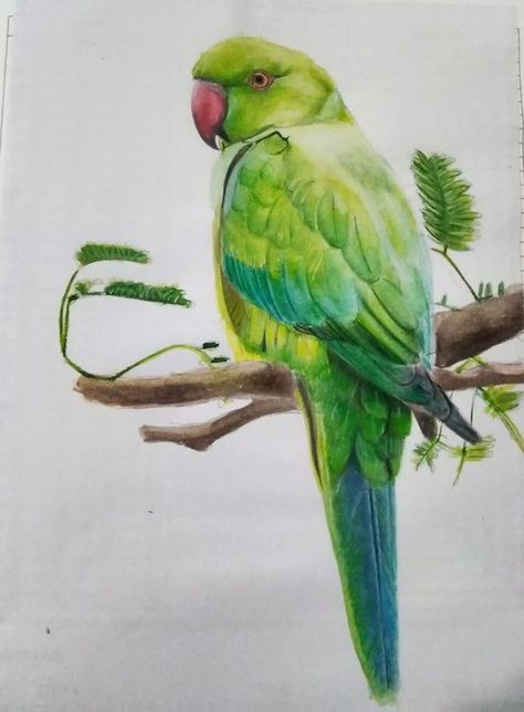 Parrot Colour Pencil Drawing, Green Parrot Drawing, Parrot Drawing Pencil, Green Parrot Painting, Pencil Colour Painting, Bird Pencil Drawing, Arte Hippy, Parrot Drawing, Colour Pencil Drawing