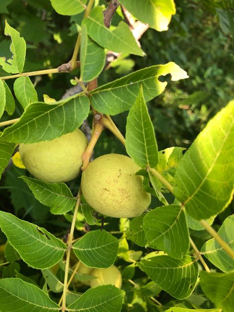 Juglans Nigra, Wild Plants, Diy Landscaping, Black Walnuts, Black Walnut, Botany, Natural Dyes, Ontario, Toronto