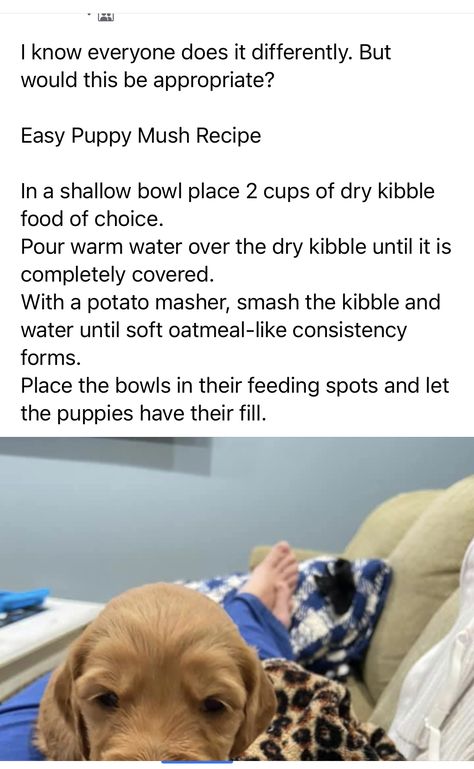 Puppy Mush Recipe, Puppy Whelping Box Ideas, Foster Puppy Set Up, Whelping Supplies List, Preparing For A Litter Of Puppies, Newborn Puppy Care, Dog Birthing Box Puppies, Puppy Mush, Whelping Puppies