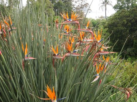 Strelitzia juncea (Narrow-leafed Bird of Paradise)  #strelitzia #plantopedia #FloweringPlant #flowers #FloweringPlants #flower #blooming #FlowerGarden Strelitzia Juncea, Strelitzia Plant, October Flowers, Paradise Flowers, Birds Of Paradise Flower, Rock Garden Plants, Garden Types, Plant Protection, Side Garden