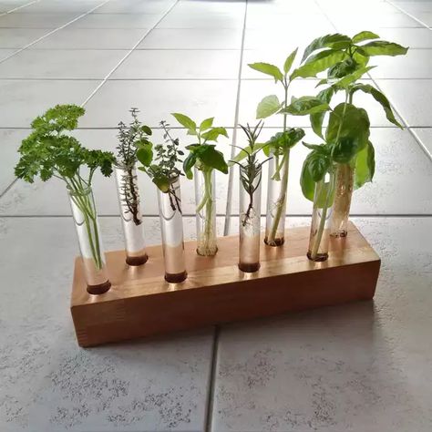 Plant propagation station - Imgur Test Tube Vase, Propagation Station, Types Of Succulents, Vase Crafts, Test Tubes, Plant Propagation, Design Room, Plant Ideas, Propagating Plants