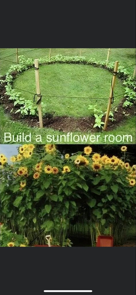 Build an enchanting sunflower “room” by planting your sunflowers in a circle with space left for an entrance. Use garden stakes to suppsrt your “walls” as they grow! Sunflower Room, Sunflower House, Herb Garden Pots, Diy Garden Trellis, Planting Sunflowers, Diy Trellis, Sunflower Garden, Crafts Paper, Garden Trellis