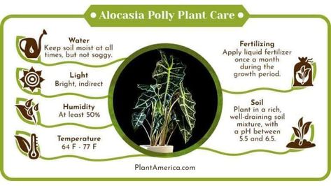 The Alocasia Polly Plant Care Guide provides essential tips for nurturing the Alocasia Polly, a striking member of the Araceae family, also known as Alocasia Amazonica or "elephant’s ear." This guide covers key care practices including optimal lighting, watering, humidity, and soil requirements to ensure a healthy and thriving plant. Ideal for plant enthusiasts, it helps maintain the vibrant foliage and unique appearance of this beautiful houseplant. Mosquito Dunks, Alocasia Polly, Plant Care Guide, Spider Mites, Liquid Fertilizer, Potting Soil, Tropical Plants, Healthy Happy, Plant Care