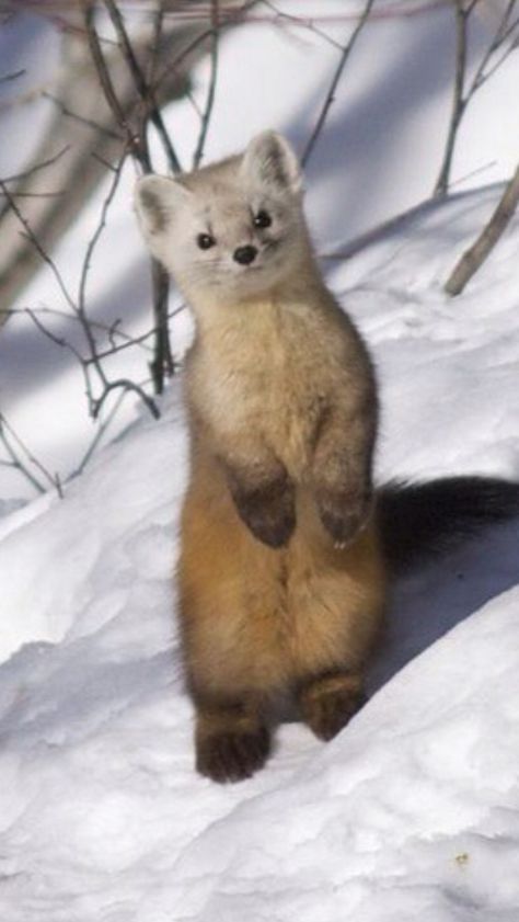 Pine Martens, Regard Animal, Pine Marten, Cute Ferrets, Pretty Animals, Common Questions, Silly Animals, Fluffy Animals, Cute Animal Photos