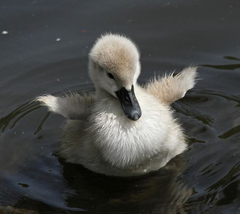 Baby Swan, Cute Ducklings, Ugly Duckling, Baby Ducks, Airbrush Art, Sweet Animals, Swans, 귀여운 동물, Beautiful Creatures