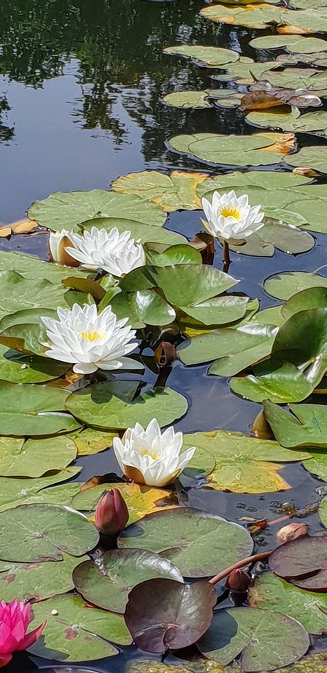 Water Lily Ponds, Water Lily Aesthetic, Water Lily Pictures, Water Lilies Aesthetic, Water Lilly Aesthetic, Lillie Flower, Lilly Illustration, Lillys Flowers, Lilly Aesthetic