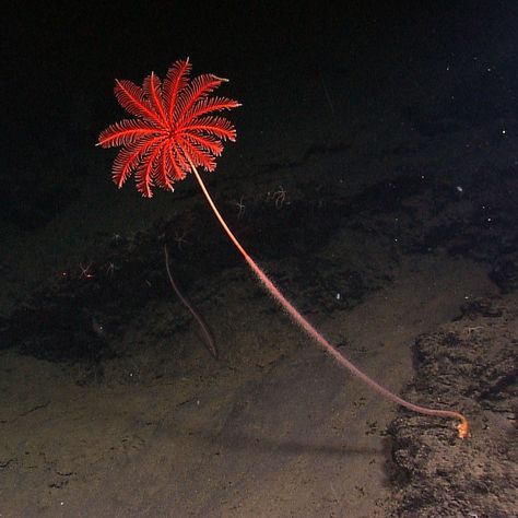 Red sea lily stalked crinoid Sea Lily, The Dude, Natural Art, Energy Field, Red Sea, Creature Design, Deep Sea, Sea Life, Under The Sea