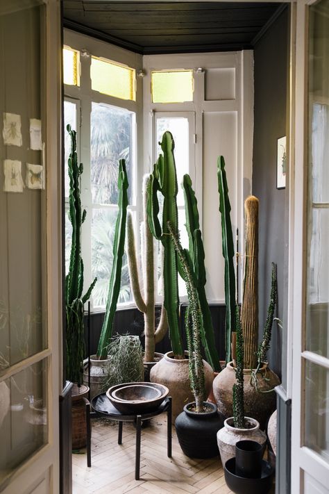 Potted Cactus Indoor, Cactus Inside House, Cactus In Home, Cactus Living Room Decor, Cactus Interior Design, Interior Cactus, Earth Room, Tall Cactus, Cactus Collection