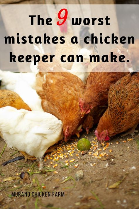 Best Egg Laying Chickens, Egg Laying Chickens, Backyard Chicken Coop Plans, Chicken Nesting Boxes, Backyard Chicken Farming, Chicken Health, Raising Backyard Chickens, Chicken Garden, Keeping Chickens