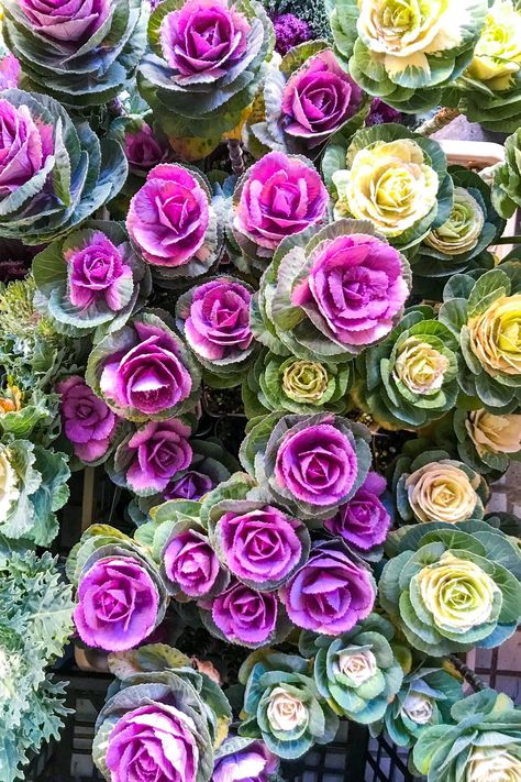 Ornamental kale or cabbage Rose Like Flowers, Red Twig Dogwood, Types Of Hydrangeas, Twig Dogwood, Ornamental Kale, Ornamental Cabbage, Oakleaf Hydrangea, Lenten Rose, Dogwood Trees