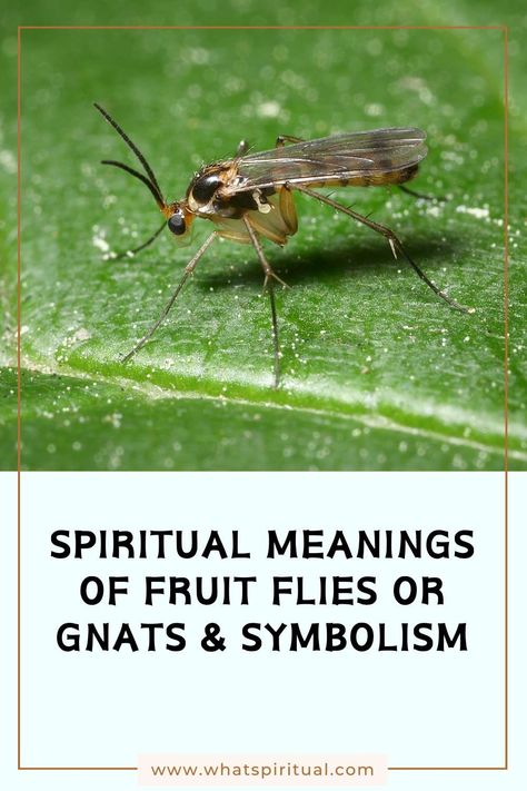 8 Spiritual Meanings of Fruit Flies or Gnats & Symbolism 2 Gnats Spiritual Meaning, Fruit Fly Spiritual Meaning, Stink Bug Spiritual Meaning, Orange Ladybugs Spiritual Meaning, Spiritual Meaning Of Ladybugs, Spiritual Meaning Of Flies, Insect Meaning Spiritual, Witchcraft Meaning, Fruit Flies