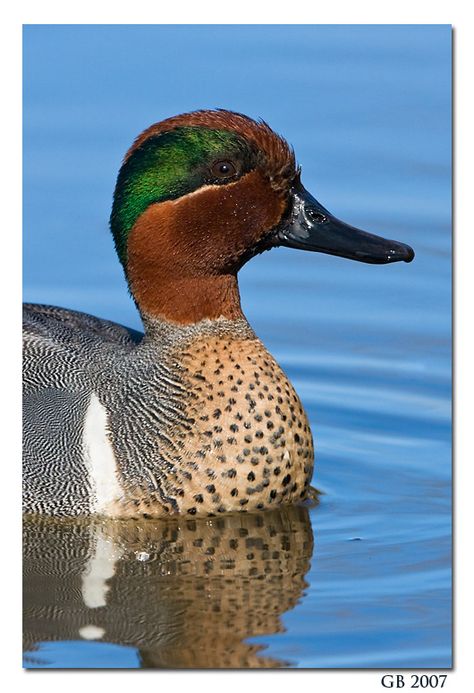 GREEN-WINGED TEAL Duck Reference Photo, Green Wing Teal, Duck Reference, Feeding Ducks, Duck Photography, Duck Quack, Hunting Photos, Teal Duck, Duck Stamp