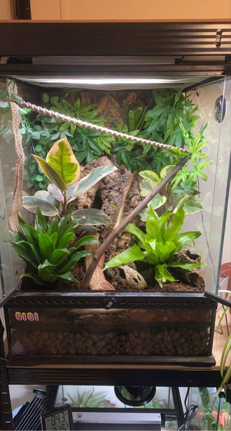 Gargoyle Gecko Terrarium, Bug Terrarium, Bioactive Crested Gecko Terrarium, Gargoyle Gecko Enclosure, Crested Gecko Habitat, Crested Gecko Care, Lizard Cage, Lizard Terrarium, Bioactive Vivarium