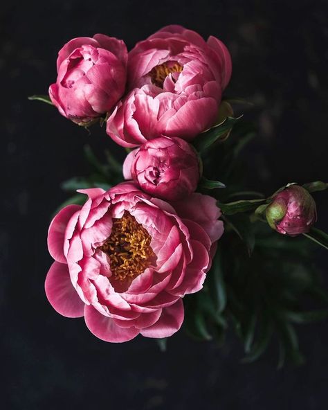 pink peonies | @ful.filled on Instagram  #peonies Peony Photography, Peonies Garden, Special Flowers, Pink Peonies, Peonies, Flowers, Pink, On Instagram, Instagram