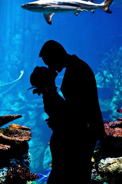 Wedding Venue Receptions, Zoo Pictures, Aquarium Photos, Zoo Aquarium, Aquarium Pictures, Pittsburgh Wedding Venues, Aquarium Wedding, Reception Bride, Zoo Wedding