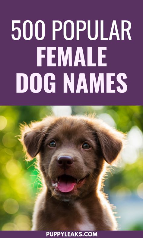 Getting a new dog is a fun and exciting time, but there's one thing I always struggle with -- coming up with the perfect name. It's hard picking the right girl dog name. If you're looking for name ideas for your new dog you've come to the right place. From classic dog names such as Lassie to trendy names like Bella, here's 500 female dog names.  via @puppyleaks Popular Female Dog Names, Brown Dog Names, Trendy Names, Puppies Names Female, Top Dog Names, Male Dog Names, Cute Animal Names, Cute Puppy Names, Dog Names Unique