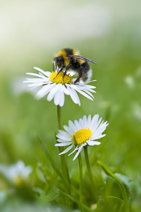 Close-up image of a single Bumble Bee collecting pollen from a garden white daisy flower Bee Friendly Garden, Big Bee, Wild Bees, Garden Sprinklers, Bee Painting, Flower Close Up, Bee Friendly, Beautiful Flowers Garden, Tall Plants