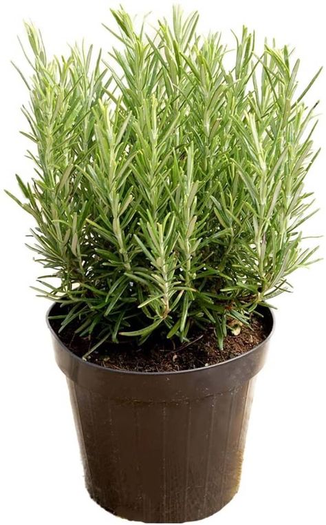 Rosemary Plant Care, English Lavender Plant, Upside Down Plants, Backyard Stone, Evergreen Herbs, Dog Safe Plants, Rosemary Herb, Growing Rosemary, Tattoo Plant