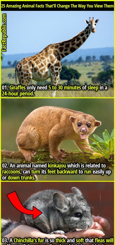 01. Giraffes only need 5 to 30 minutes of sleep in a 24-hour period. #animal #science #knowledge #education #didyouknow #interesting #fascinating Fun Facts About Giraffes, Giraffe Facts, Animal Facts Interesting, Facts About Animals, Science Knowledge, Fact Republic, Fun Facts About Animals, Chinchilla Fur, History Facts Interesting