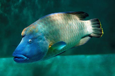 Napoleon Wrasse | Napoleon wrasse Humphead Wrasse, Napoleon Fish, Sea Life Wallpaper, Zebra Shark, Ocean Habitat, Fauna Marina, Underwater Sea, Reef Shark, Weird Fish