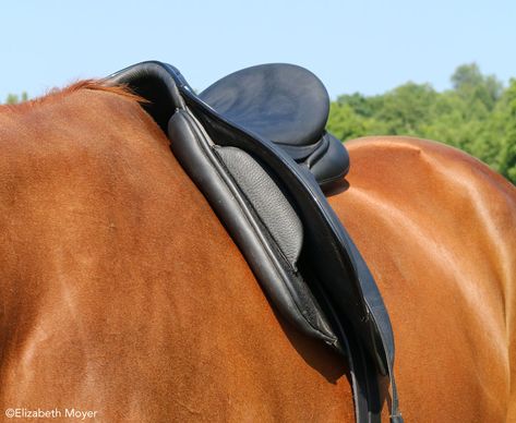 Saddle Fitting English, Used Saddles, Saddle Fitting, Horse Dressage, Types Of Horses, English Saddle, Horses And Dogs, Saddle Pads, Horse Care