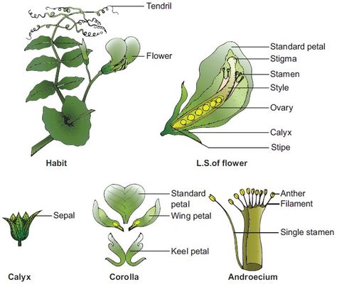 Pea Plant Drawing, Flower Diagram, Botanical Names, Pea Plant, Plant Names, Plant Drawing, All About Plants, Botany, Cactus Plants