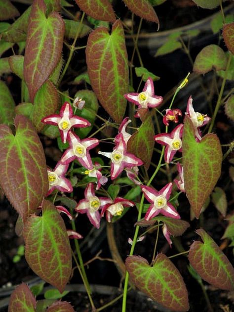 Epimedium Rubrum, Dry Shade Plants, Flowering Perennials, Shade Tolerant Plants, Woodland Plants, Hosta Gardens, Ground Covers, Companion Plants, Backyard Flowers